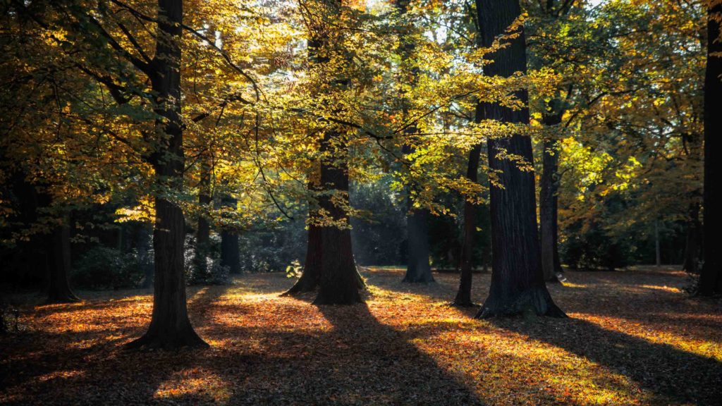 Clara Zetkin Park